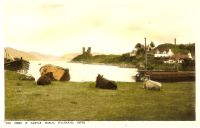 Circa 1930. View of cattle with Castle Moil in the background.